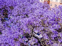 蓝花楹盛开，快来打卡昆明限定“梦幻蓝”