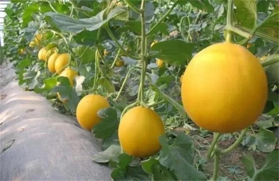 【五一游玉溪】您有一封来自通海“兴蒙喀卓甜瓜节”的邀请函，请查收~