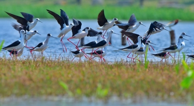 COP15｜“大长腿”！51只黑翅长脚鹬迁徙过境保山青华海