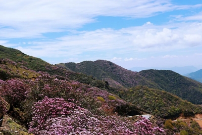 来这里做“花仙子”吧，轿子山“五一”杜鹃花海始盛开！