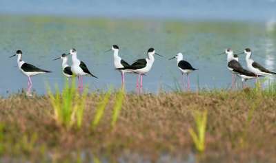 COP15｜“大长腿”！51只黑翅长脚鹬迁徙过境保山青华海