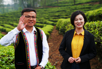 云赏春色，共品春茶，大理南涧茶之旅正当时！