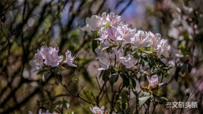 【五一游玉溪】澄江：梁王杜鹃满山坡 登山赏花正当时