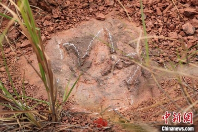新发现！福建发现“恐龙舞池”新增恐龙足迹化石364枚
