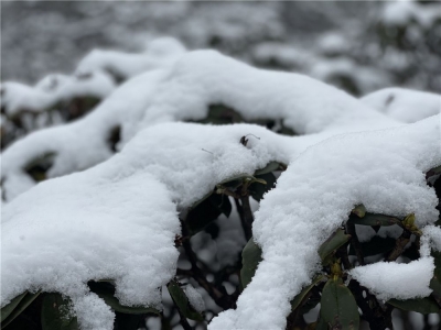 【视频+图】解锁“阳春白雪”的浪漫 大理苍山下雪啦！