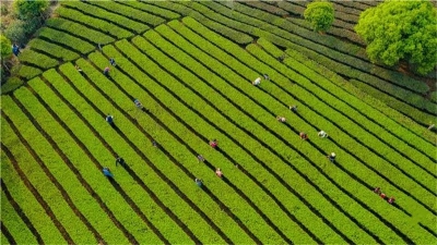 挎起竹筐，戴起斗笠，清明节去普洱采春茶吧！