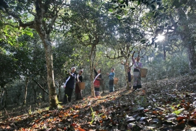 我愿在云南的茶香中老去~