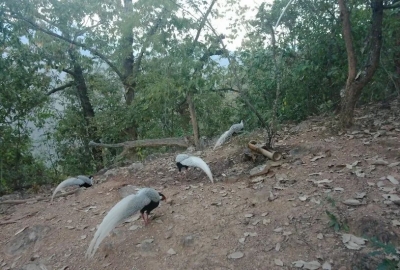 【COP15】快来围观！绿孔雀雏雀宝宝出来活动了