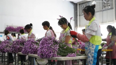 “5·20”前夕，云南高铁开启鲜花批量运输！