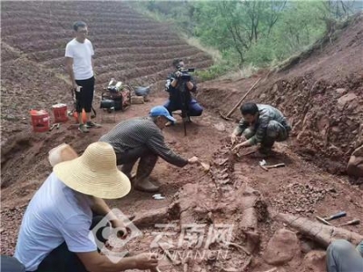 云南禄丰又发现一具保存完整较高的恐龙化石