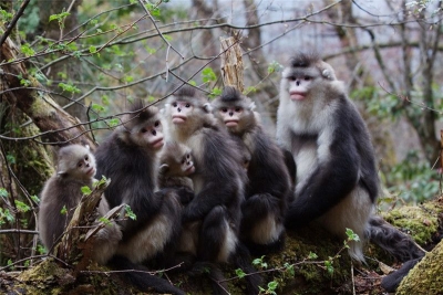 攻略｜“六一”不妨带孩子来一场维西滇金丝猴亲子游