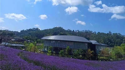 “五一”游普洱，赶赴一场紫色花海的浪漫！