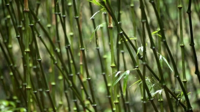 筇竹与中国传统文化——美物：筇竹