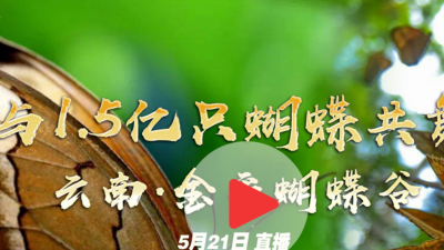 直播 | 与1.5亿只蝴蝶共舞 云南金平蝴蝶谷