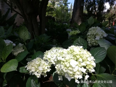 秀山轻雨青山秀——绣球花开艳四方！