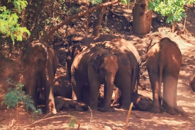 亚洲象首次进入元江县境内！红河州林草局现场调研部署管护管控工作
