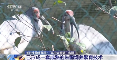 喜讯！今年已成功人工孵化21只“鸟中大熊猫”朱鹮宝宝