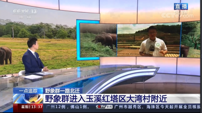 野象群一路北迁 进入玉溪红塔区大湾村附近