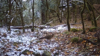 惊喜！玉龙雪山保护区拍摄到多种珍稀濒危野生动物活动影像