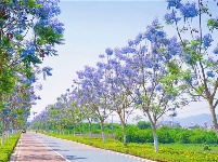 图集丨到石屏异龙湖 来一场清新宁静之旅