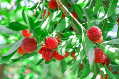 晴好夏日，到玉溪澄江相约“梅”好时光