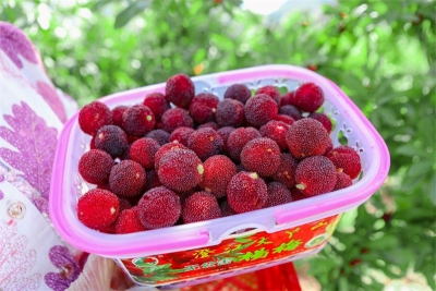 晴好夏日，到玉溪澄江相约“梅”好时光