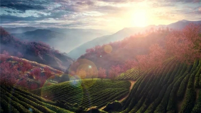 这份普洱避暑攻略，带你看看夏天的正确打开方式！