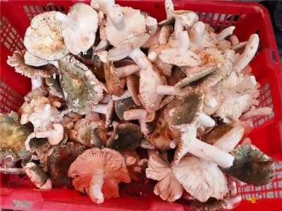 美食 | 雨季限定：这个端午一起来云南吃菌子吧！