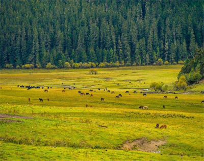 独克宗花巷暑期自然文化夏令营上线 走进世界的香格里拉探索自然之美