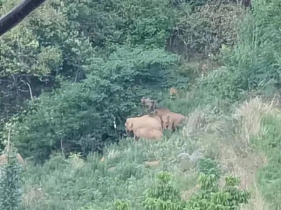 北上象群距昆明地界仅两三公里，预计下午进入晋宁区