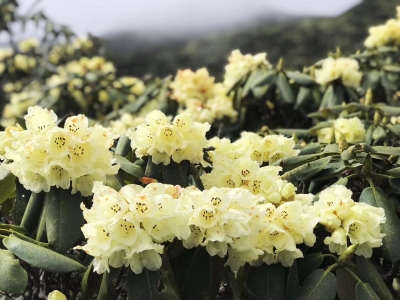 姹紫嫣红都开遍 六月苍山杜鹃花“盛宴”等你赴约！