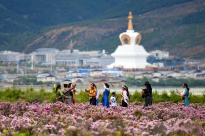 香格里拉杜鹃花已成海 多条赏花线路等你打卡