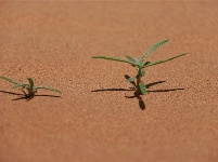 图集 | 走进中国醉美沙漠花园——金沙岛