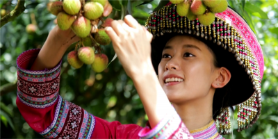 屏边荔枝上市啦 最全采摘攻略在这里，快来！