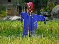 图集丨在新平花腰田间 感受不一样的民族风情