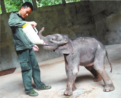 西双版纳抓实生态环境保护——人象共生 和谐家园