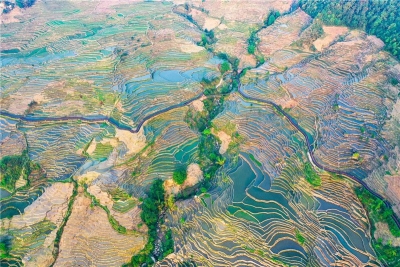 正式认定！红河撒玛坝万亩梯田景区成为国家4A级旅游景区