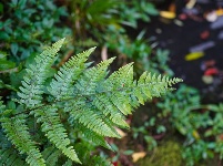 图集丨新平石门峡 哀牢山深处的秘境