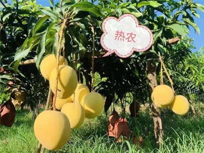 炎热的夏天，我能想到最浪漫的事 就是和你一起大口啃芒果！
