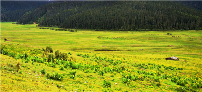 独克宗花巷暑期自然文化夏令营上线 走进世界的香格里拉探索自然之美