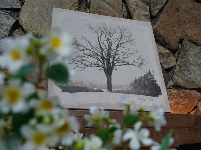 图集丨新平这家古朴清雅的民宿 隐藏在哀牢山深处