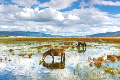独克宗花巷暑期自然文化夏令营上线 走进世界的香格里拉探索自然之美
