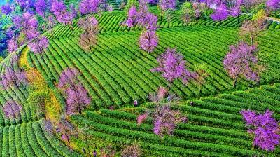 云南：茶产业、茶文化何以流行