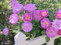 图集 | 走进中国醉美沙漠花园——金沙岛