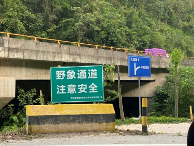 西双版纳保护区专家：最终的解决办法是建设“亚洲象国家公园”
