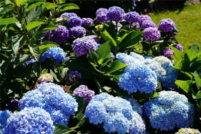 芒种丨跟着时节游大理 邂逅一首仲夏的诗