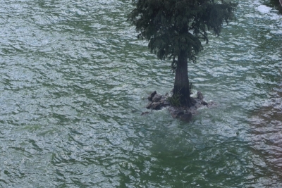 穿越红土地原始冷杉林