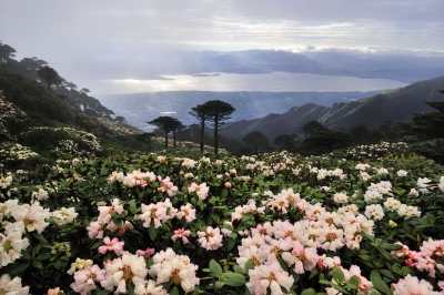 姹紫嫣红都开遍 六月苍山杜鹃花“盛宴”等你赴约！