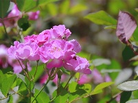 图集 | 走进中国醉美沙漠花园——金沙岛