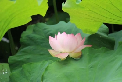 抚仙湖的夏天都这么甜了，你那里呢？